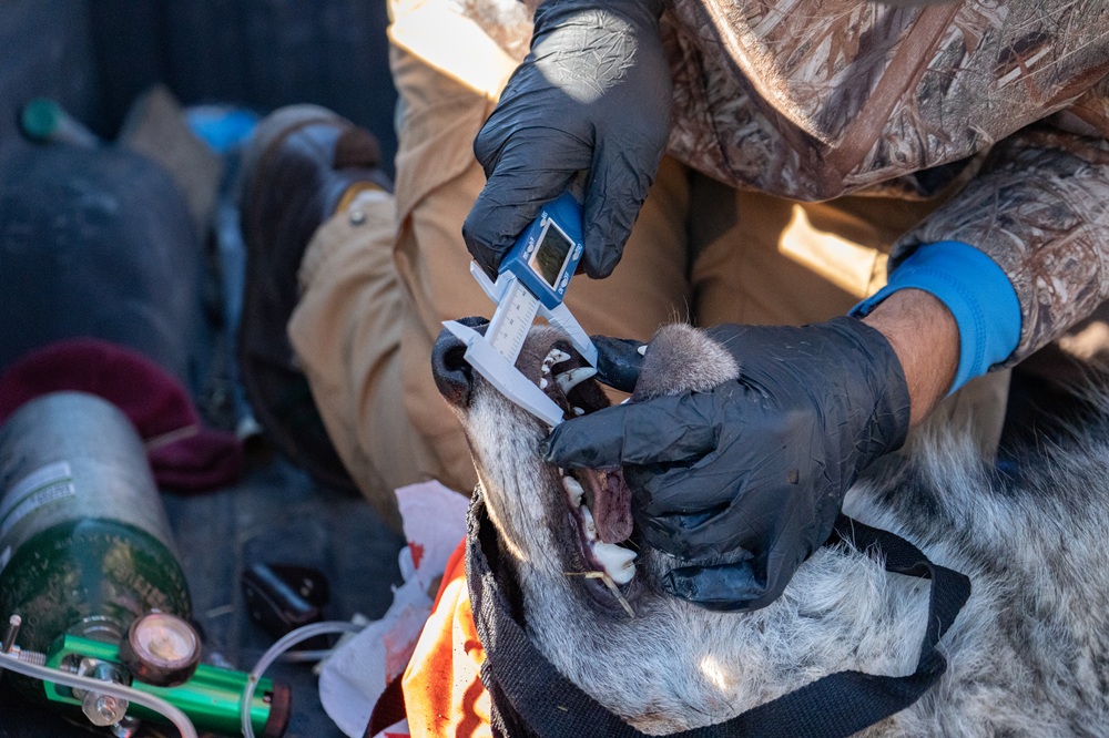 CDFW staff process a wolf
